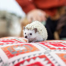 hedgehog paing tips on raising a