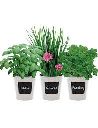Grow Your Own Indoor Herb Kit Sue