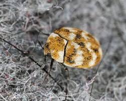 get rid of carpet beetles naturally