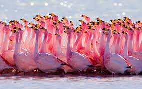 Beautiful Pink Flamingo-Birds Wallpaper ...