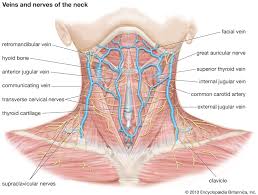 Pain and dysfunction from injuries or conditions that impact the joints, muscles, and other structures can easily spread from the neck to the shoulder(s) and from the shoulder(s) to the neck. Neck Anatomy Britannica