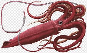 Wie alle kalmare besitzt der riesenkalmar zehn arme, um die mundöffnung gruppiert, wovon zwei zu tentakeln umgebildet sind. Coleoids Png Pngwing