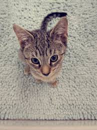 cats like to on bathroom rugs