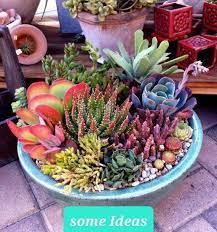 Buy Best Succulents Ideas Arrangement