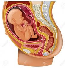 As your body changes, you might need to make changes to your daily routine, such as going to about 20 percent of pregnant women feel itchy during pregnancy. Pregnant Woman Diagram Pregnant Woman Diagram Diagram Pregnant Woman Human Anatomy Pregnant Women Baby Illustration