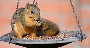 the best squirrel baffles for any