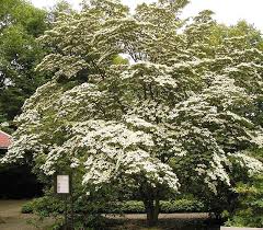 Cornus - Wikipedia