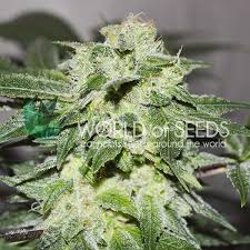 A very sick type of weed with alot of crystals and gets u higher than a motherfucker. Chronic Haze Legend Collection Worldofseeds