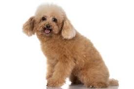 miniature poodle dog breed ukpets