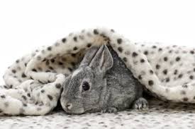 Can Rabbits Have Blankets And Towels In