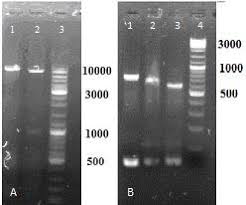 Digestion By Nhei And Sali Restriction Enzymes A