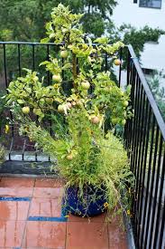 These dwarf fruit tree selections offer a smaller, more compact form tree, without compromising it's fruit quality. Best Fruit Trees For Small Gardens Dwarf Fruit Trees For Patio Balcony