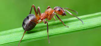 ant pest control s powders