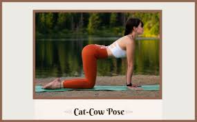 a complete guide to cat cow pose