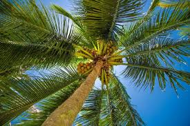 Which Fruits Grow On Palm Trees