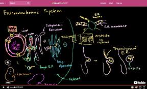 Endomembrane System An Overview Of The Membrane Bound