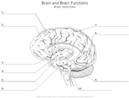 Arrastra y suelta los alfileres hacia su lugar correcto en la imagen. Brain Diagram Unlabeled Human Body Anatomy