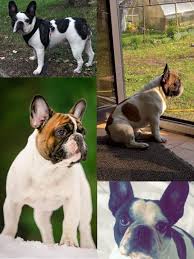New and used items, cars, real estate, jobs, services, vacation beautiful french bulldog mix boston terrier puppies are ready to go. French Bulldog For Sale In The City Of Riga Latvia Price 1581 Announcement 6876