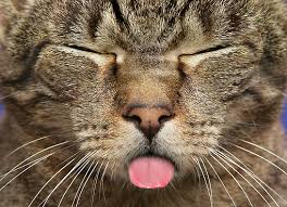 Image result for cat with tongue out