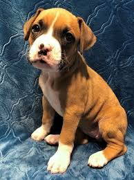 Advice from breed experts to make a safe choice. Boxer Puppies For Sale Atlanta Ga 330159 Petzlover
