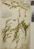 Corispermum leptopterum (Asch.) Iljin var. spicatum [family ...