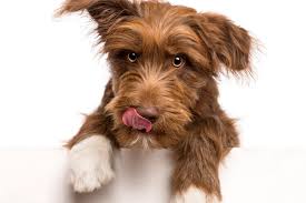 why do dogs lick their lips reasons