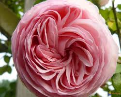 rose anglaise | Rose, Fleur jardin, Bouquet de fleurs