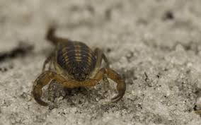 types of florida scorpions common