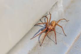 10 most common house spiders how to