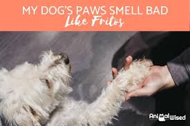 my dog s paws smell bad like fritos