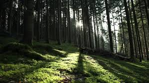 Image result for forest thru the trees
