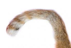 Sometimes shortening the tail — take a little off the top, please — is a better way to resolve the problem. 4 Common Cat Tail Injuries Lovetoknow