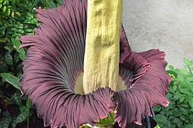 The flower that has been enchanting the world is the mystical udumbara flower. Amorphophallus Titanum Wikipedia