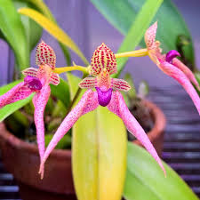Bulbophyllum falcatum si tratta di una pianta piccola di origine africana, per vedere i suoi pragmipedium e' originaria del messico e dell'america meridionale. 64 Best Bulbophyllum Images On Pholder Orchids Botanical Porn And Terrariums
