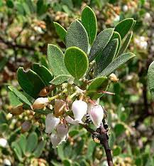 monterey manzanita arctostaphylos