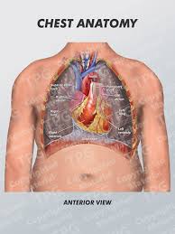 Anterior landmarks of the chest include the nipple and sternal notch. Chest Anatomy Order
