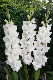 gladiolus villa blanca ruigrok