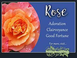 rose meaning symbolism june birth