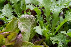 lettuce to grow in your garden