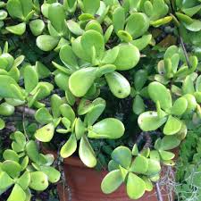 garden q a why ignored jade plant did