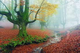 beautiful forests around the world