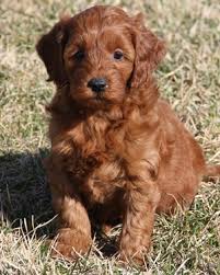 The goldendoodle gained popularity in the 1990's, and breeders soon began developing a smaller goldendoodles by introducing the mini. 10 50 Lb Mini Goldendoodle Puppies Red Irish Colors