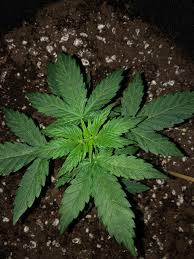 Sold & shipped by dropair. Is This Plant Healthy Why Do The Leaves Have Discolouration Soil Grow 5 Gallon Smart Pot Just About 3 Weeks Old I Feed 2 Litres Of Water Another 2 W Nutes Every 2 3 Days Growingmarijuana