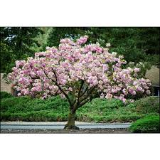 The brilliant pink flowers of the kwanzan flowering cherry tree are unique in many respects. Home Depot Is Selling Ready To Plant Cherry Blossom Trees For Just 39