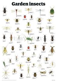 House Bug Identification Chart Architectural Designs