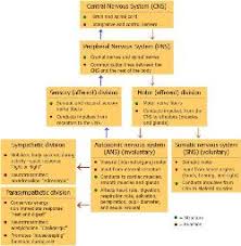 Parts Of Nervous System Chart Www Bedowntowndaytona Com