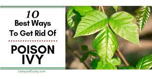 poison ivy removal 10 best ways to