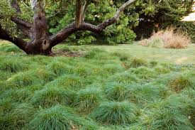 Carex divulsa - GREENLEE & ASSOCIATES