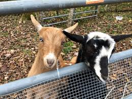 you can cuddle goats at faerylands farm
