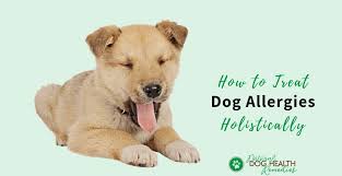 how to treat dog allergies holistically